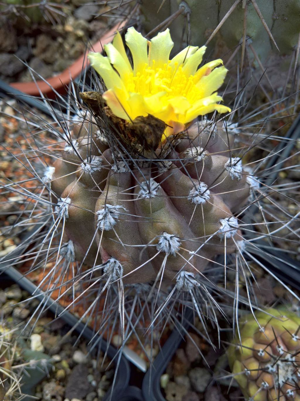 Copiapoa humilis